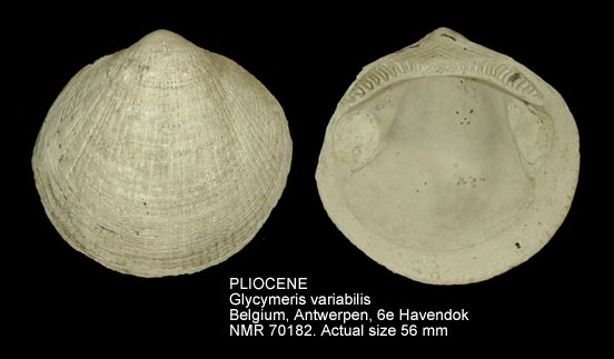 PLIOCENE Glycymeris variabilis.jpg - PLIOCENE Glycymeris variabilis (Sowerby,1824)